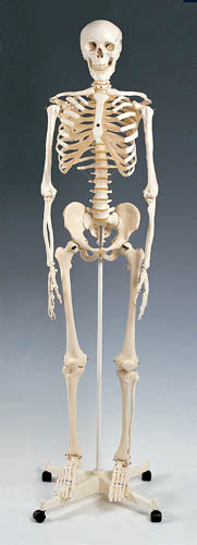 Skeleton Model Plastic (Anatomy Models) - Img 1