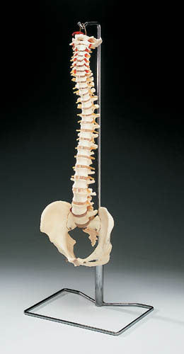 Vertebral Column - Model (Anatomy Models) - Img 1